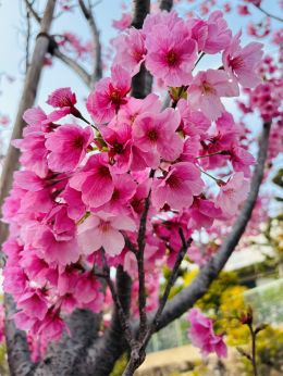 🌸 婚活スタート応援キャンペーン 🌸